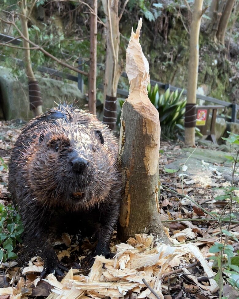かじった木の横に立つビーバー