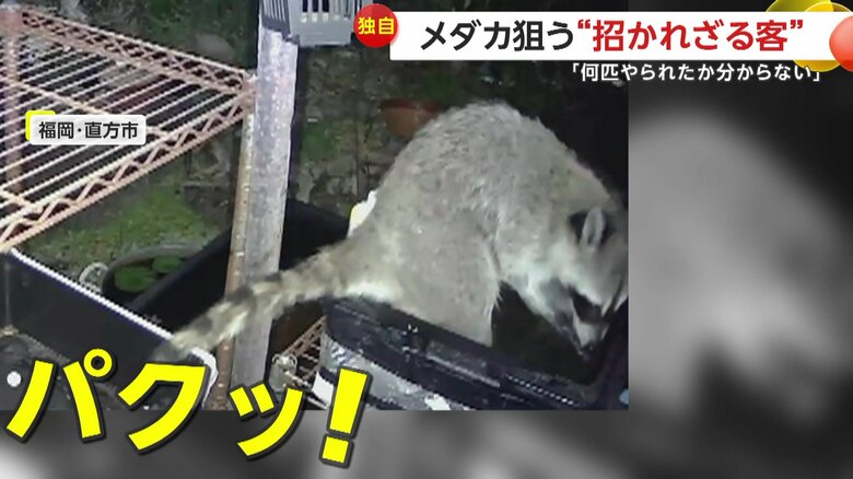 メダカを口に運ぶアライグマ（視聴者提供）