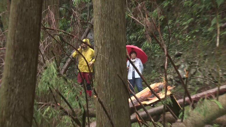 道路が木々にふさがれ、22世帯が孤立