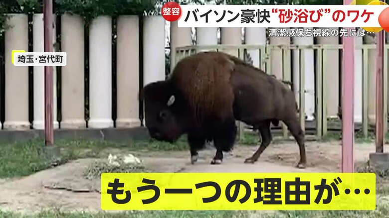 意中の相手のために身だしなみを整える“ジェントルマンなバイソン”