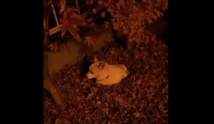 そして満足の顔