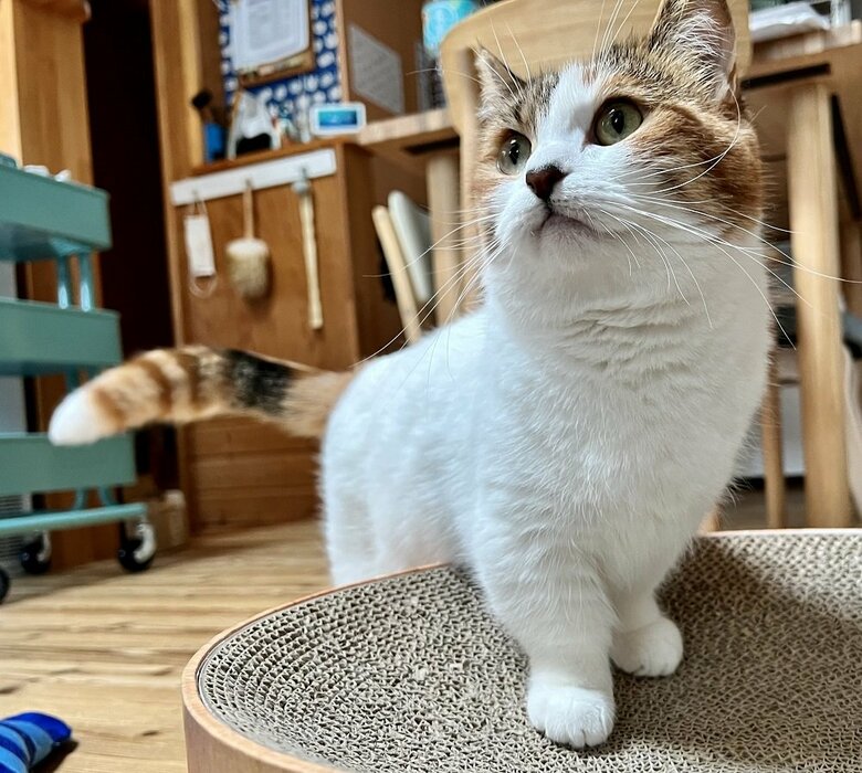 大きめのベッド型爪とぎもある