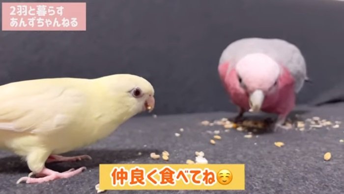 “おやつパーティ”中のおもちちゃんとみりんちゃん