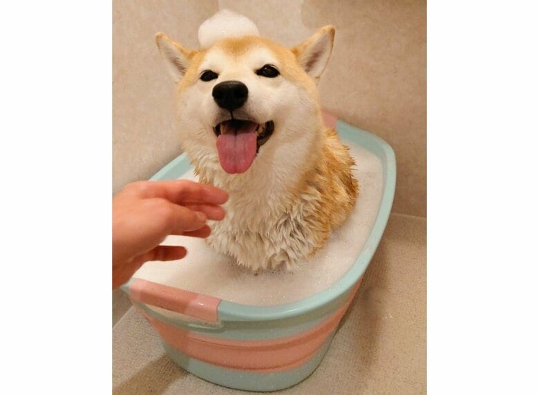 提供：柴犬チャーミーさん