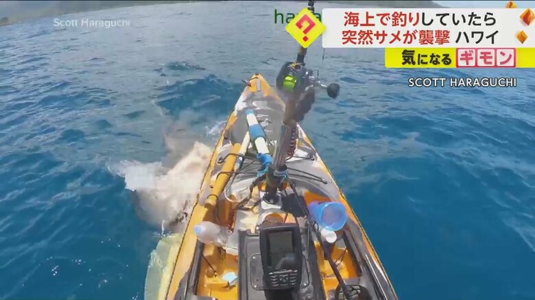 カヤックを巨大なイタチザメが襲撃する瞬間の様子④