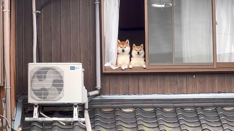 提供：@Shibamugi28