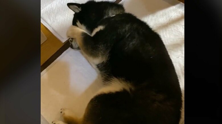 シーツの上で眠くなることも