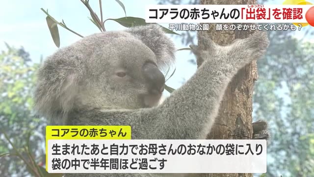 お母さんに守られ成長