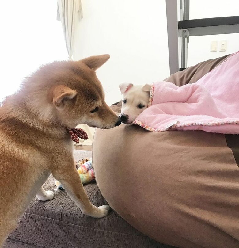 提供：柴犬ハル&雑種すずさん