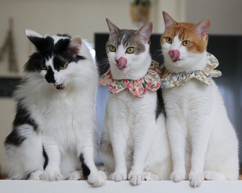 シンクロする双子に、1匹だけそろわなかったそらくん