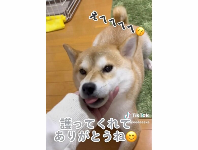 提供：柴犬こちゃんさん