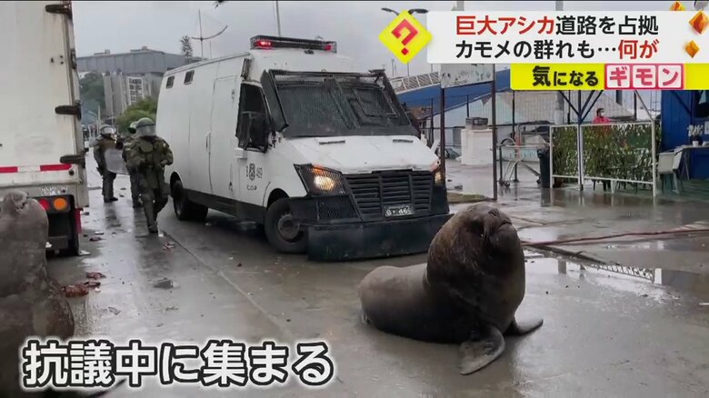 道路の真ん中をわが物顔で歩く、巨大なアシカ