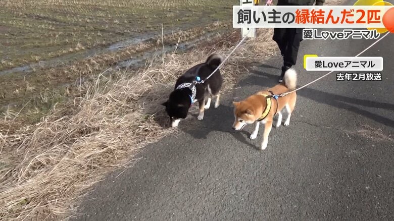 一緒に仲良く散歩する「との」と「こてつ」