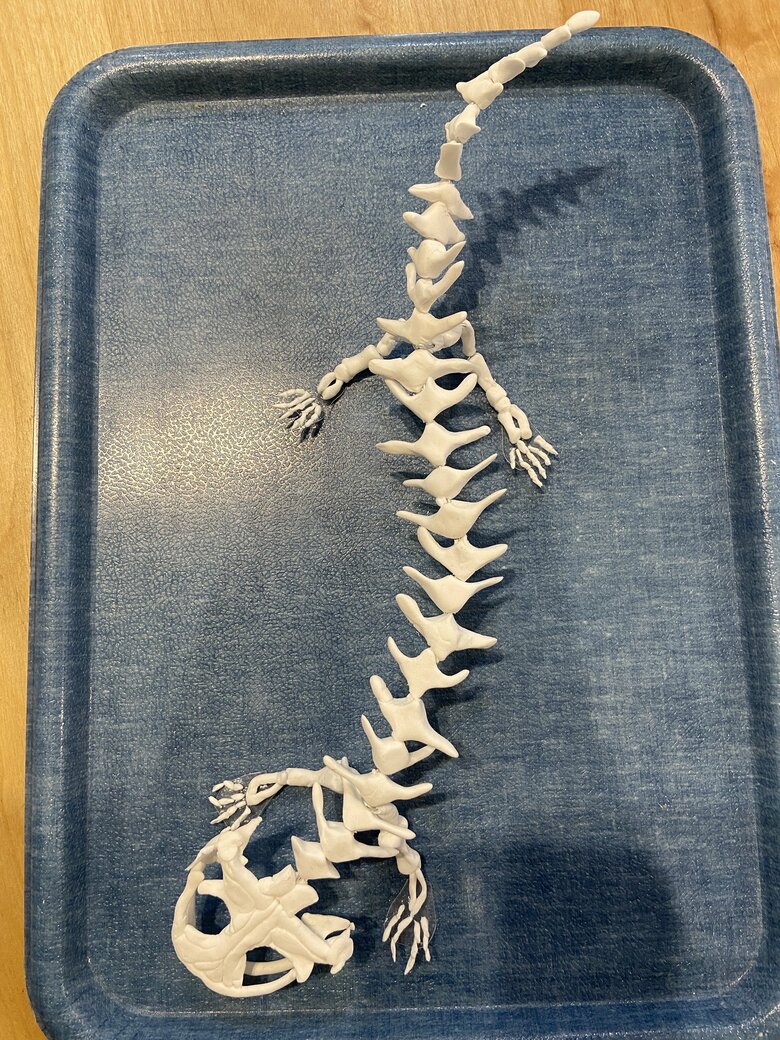 姉のオオサンショウウオの骨格標本