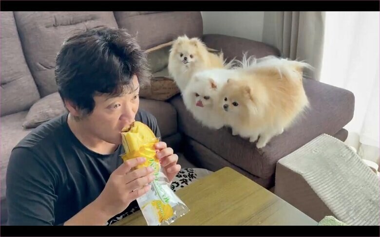 提供：愉快な3姉妹ポメラニアンちゃんねるさん