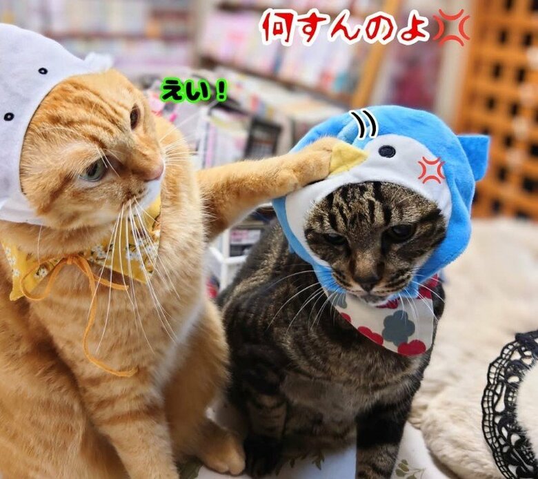 じゃれ合う様子も