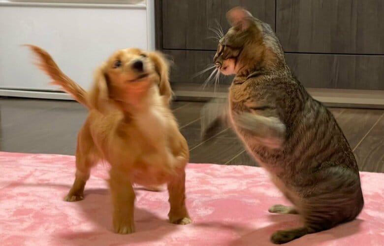 避けて得意げな表情をするねこくん