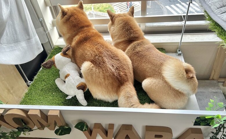 仲良く外を眺める後ろ姿