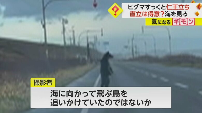 道路で仁王立ちし、海の方を見つめるクマ