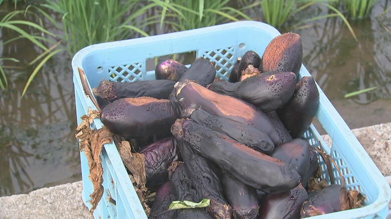 小玉農園（国東市）