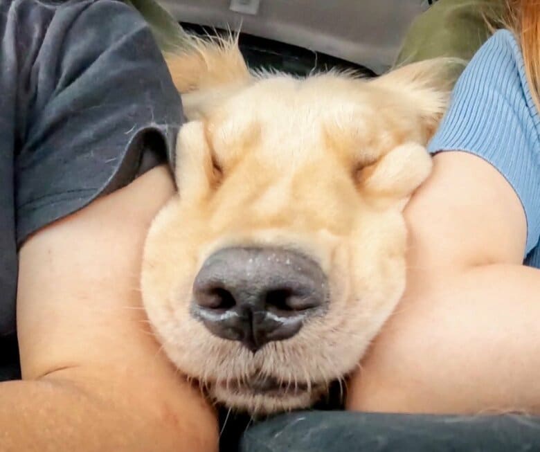 提供：イブ（ゴールデンレトリバー）さん