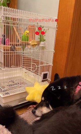 話しかけるシャインくんと“完全無視”で眠るさくらちゃん