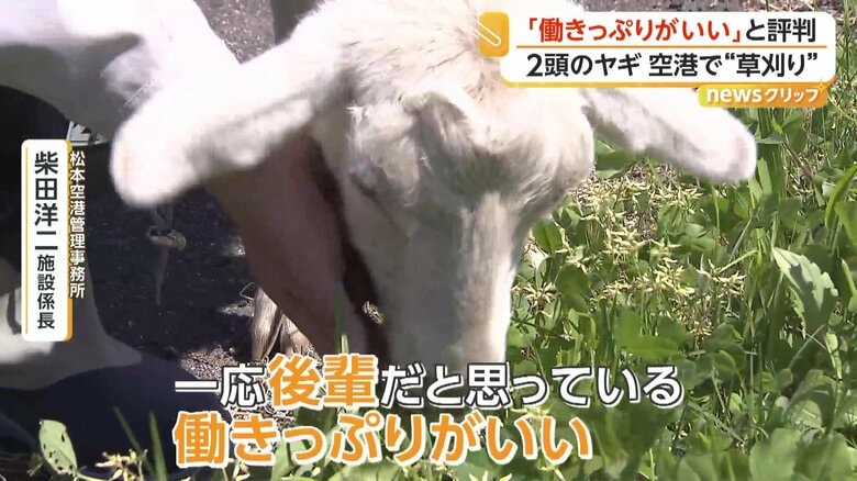 「一応、後輩だと思っている。働きっぷりがいい」と評価している柴田施設係長