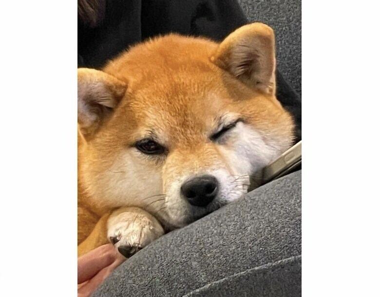 提供：赤柴いちさん