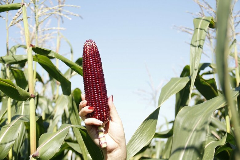 （提供：株式会社大和農園）