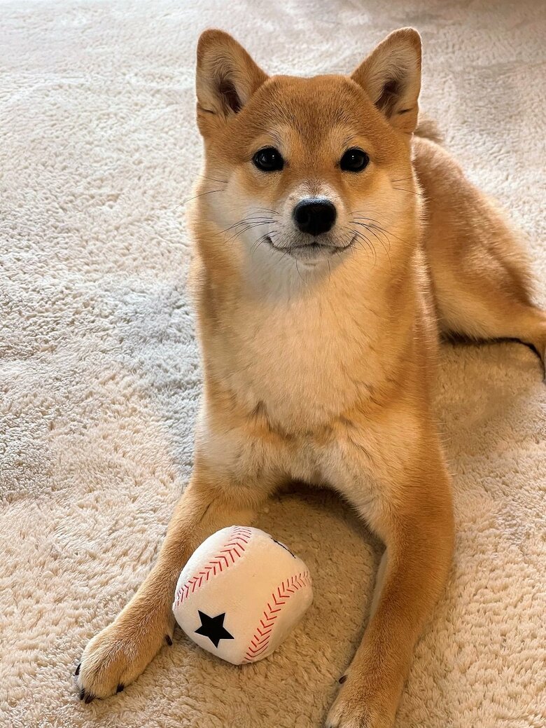 シュッとした顔をしているマメちゃん