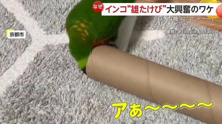 興奮しっぱなしで収まる気配がないクーピーくん