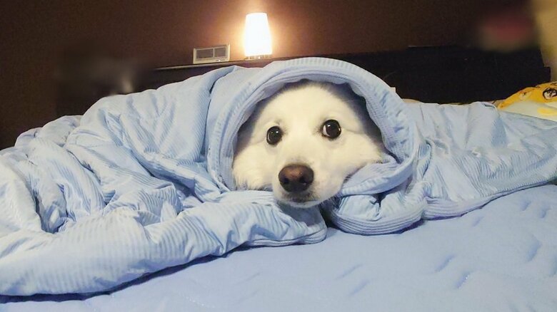 目だけキョロキョロさせていたそう