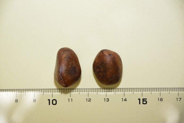 ビワの種（提供：農林水産省）