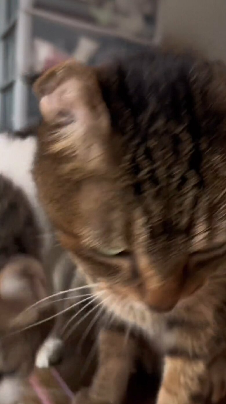 いそいそと机の上から降りる2匹