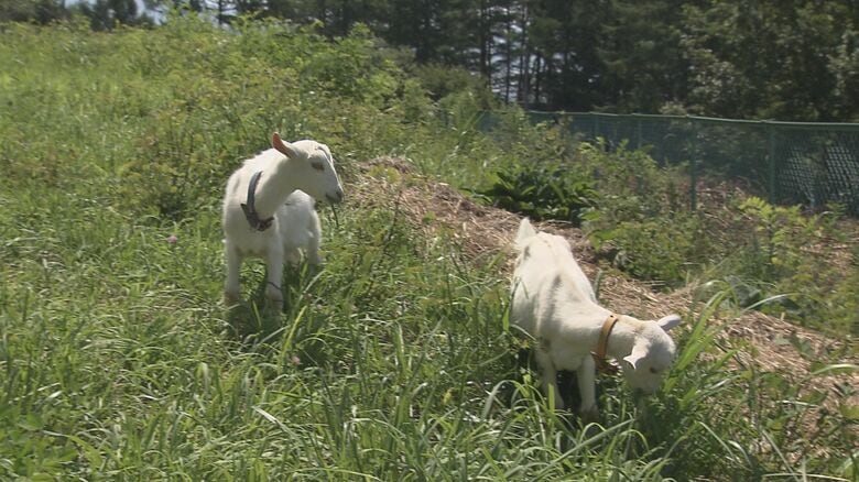 「エコな除草」として人気