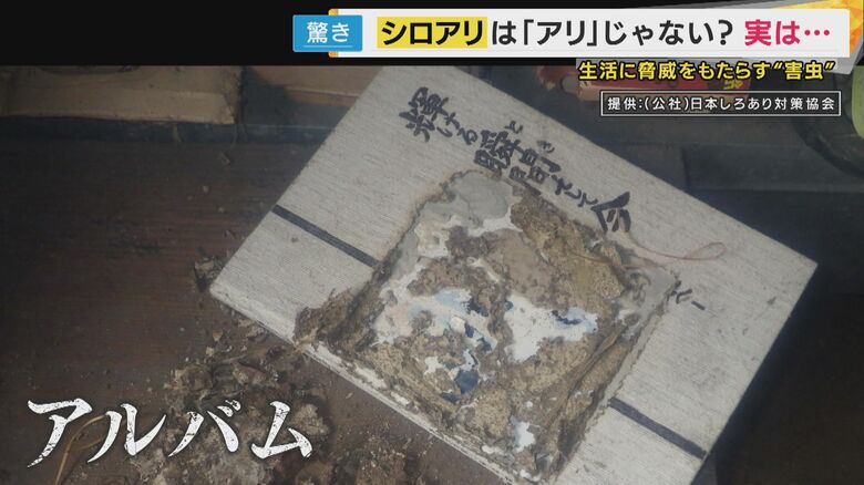 シロアリの被害にあったアルバム
