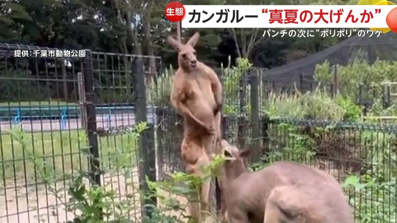 取っ組み合いのけんかをしながらも、終始体をかく2匹のカンガルー