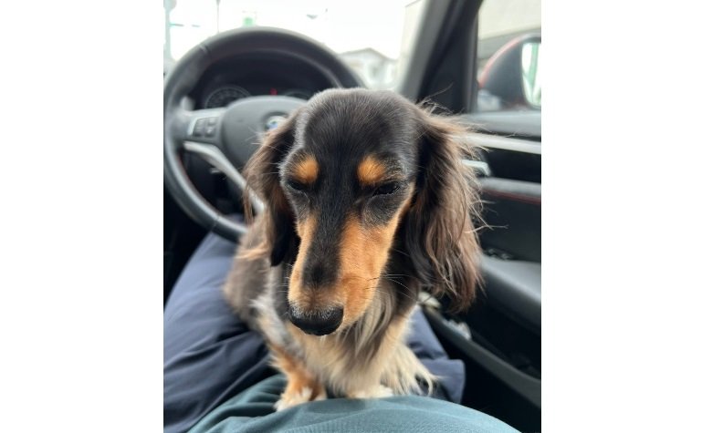 別の日の動物病院の駐車場でのこうちゃん。すでに「気分が乗らない」オーラが…