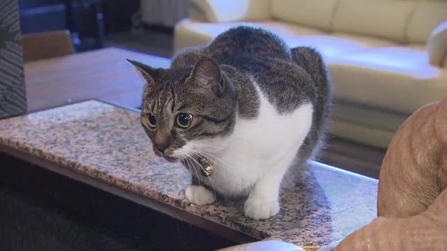 ペットと宿泊できる旅館「おきな旅館」