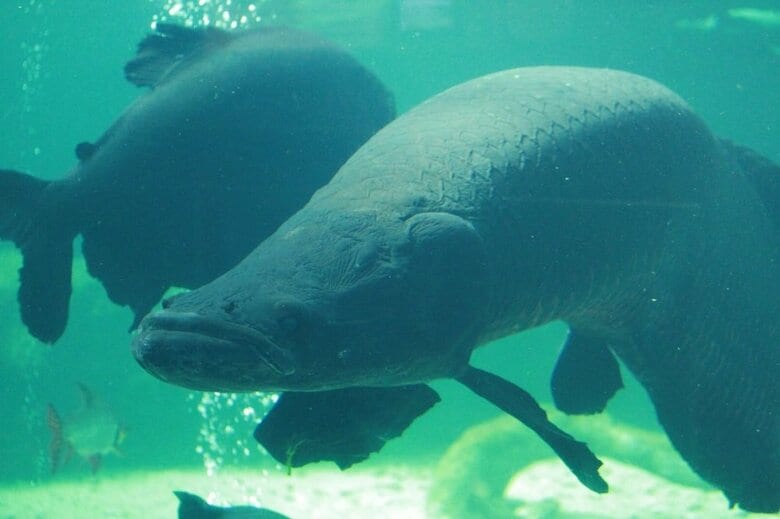 描き方の4ステップ目と似ている（提供：栃木県なかがわ水遊園）