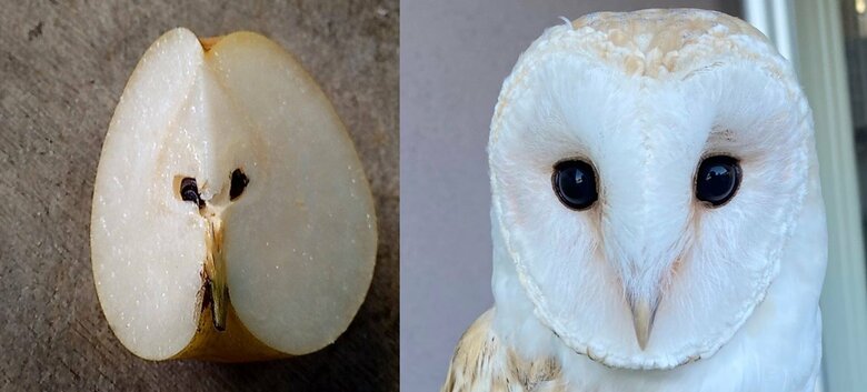 提供：周南市徳山動物園