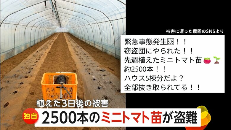 ミニトマトの栽培農園によるSNSへの悲痛な投稿