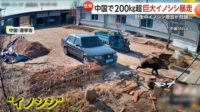 自転車をなぎ倒し、大暴れしている巨大なイノシシ
