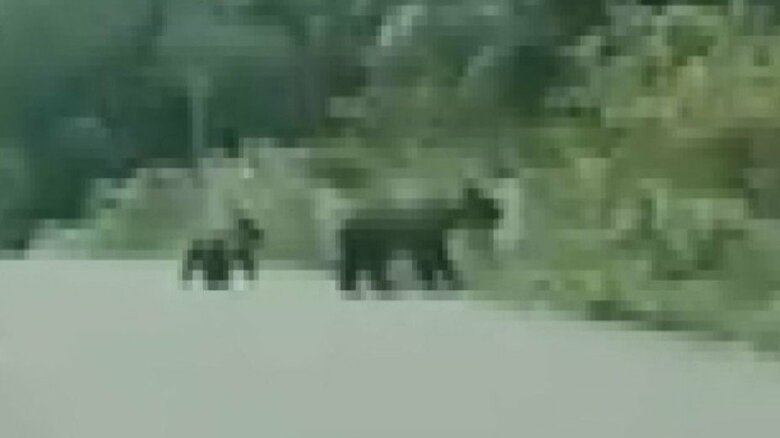 道路を横切る親子とみられる2頭のクマ（撮影：視聴者）