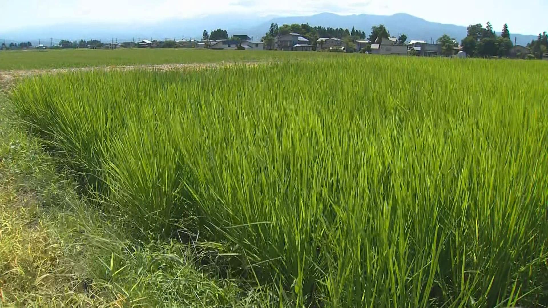 “断水”回避へ急ピッチで対応 新潟・上越市の“水不足”深刻化…農家は米の品質低下を懸念「雨が降らないのは非常に困る」