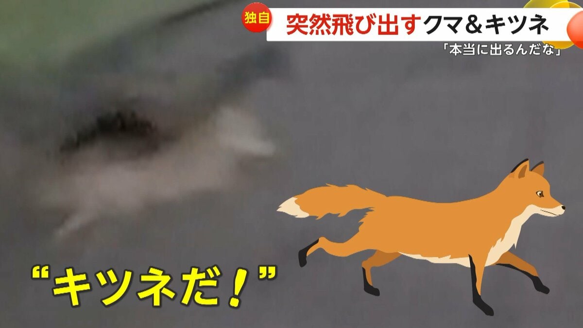 独自】「本当に出るんだ」突然飛び出すクマ＆キツネ…群馬の山道で体長