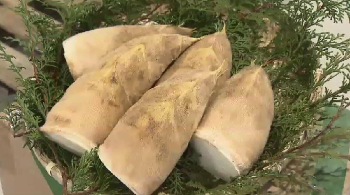 柔らかくで苦味少ない「合馬たけのこ」出荷始まる 豊作の「表年」で