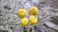 名物「あげまん」と散り始めの桜　残雪の北信五岳も　長野県中野市・東山公園