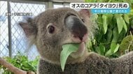 鹿児島・平川動物公園の人気コアラ「タイヨウ」天国へ　わずか4歳、担当者「早すぎる死」