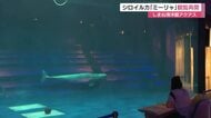 アクアスのシロイルカ「ミーリャ」の観覧再開　きょうだいイルカの急死から約1カ月ぶり（島根）